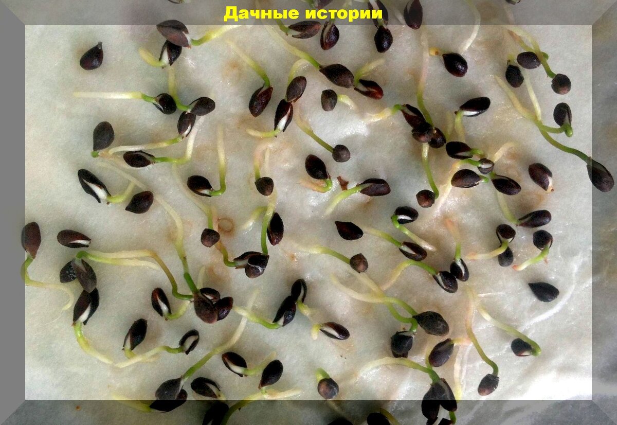 https://vk.com/photo-159774511_457245334
