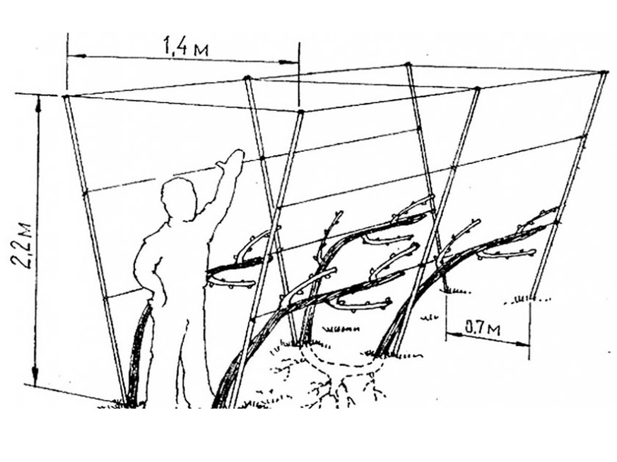Г-образная двухплоскостная шпалера для винограда