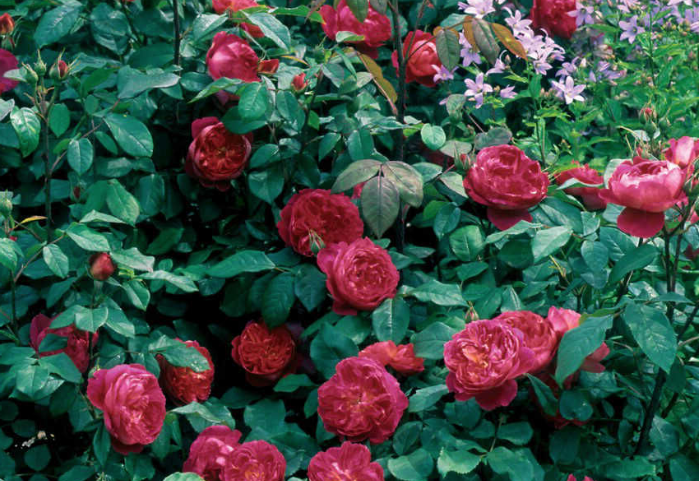 Роза Benjamin Britten