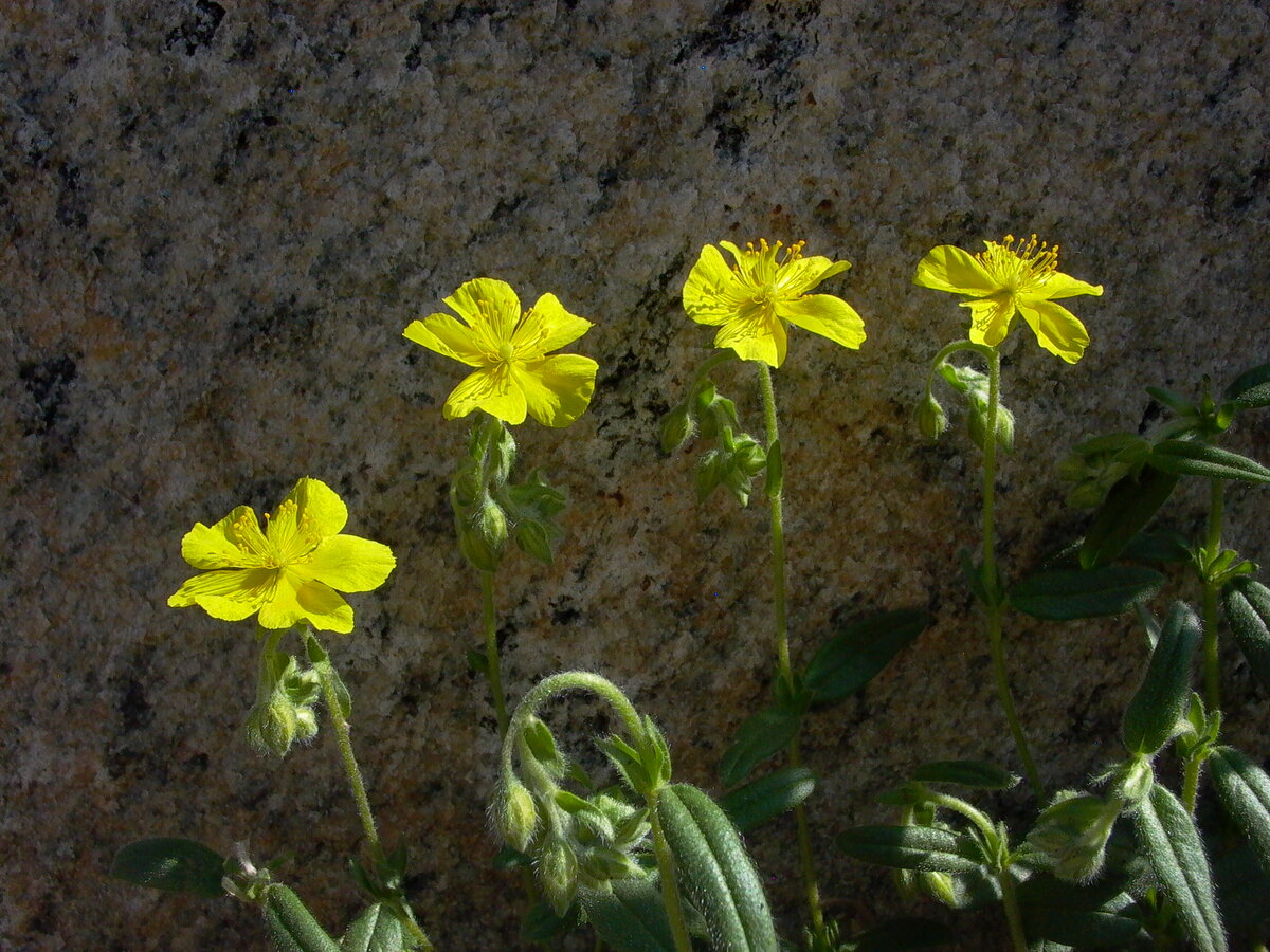 Ranunculus monophyllus. Лапчатка гусиная Лютик. Лютик желтый лапчатка. Potentilla megalantha.