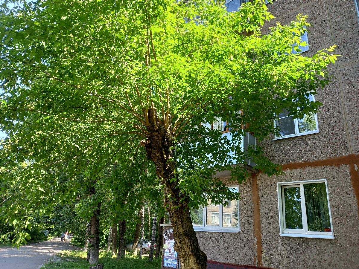 Прирост молодых побегов после моей обрезки. Сегодняшнее фото.