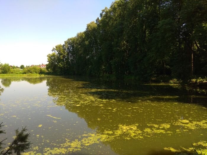 «Затянуло бурой тиной гладь старинного пруда». Барский пруд, д. Кудрешки.