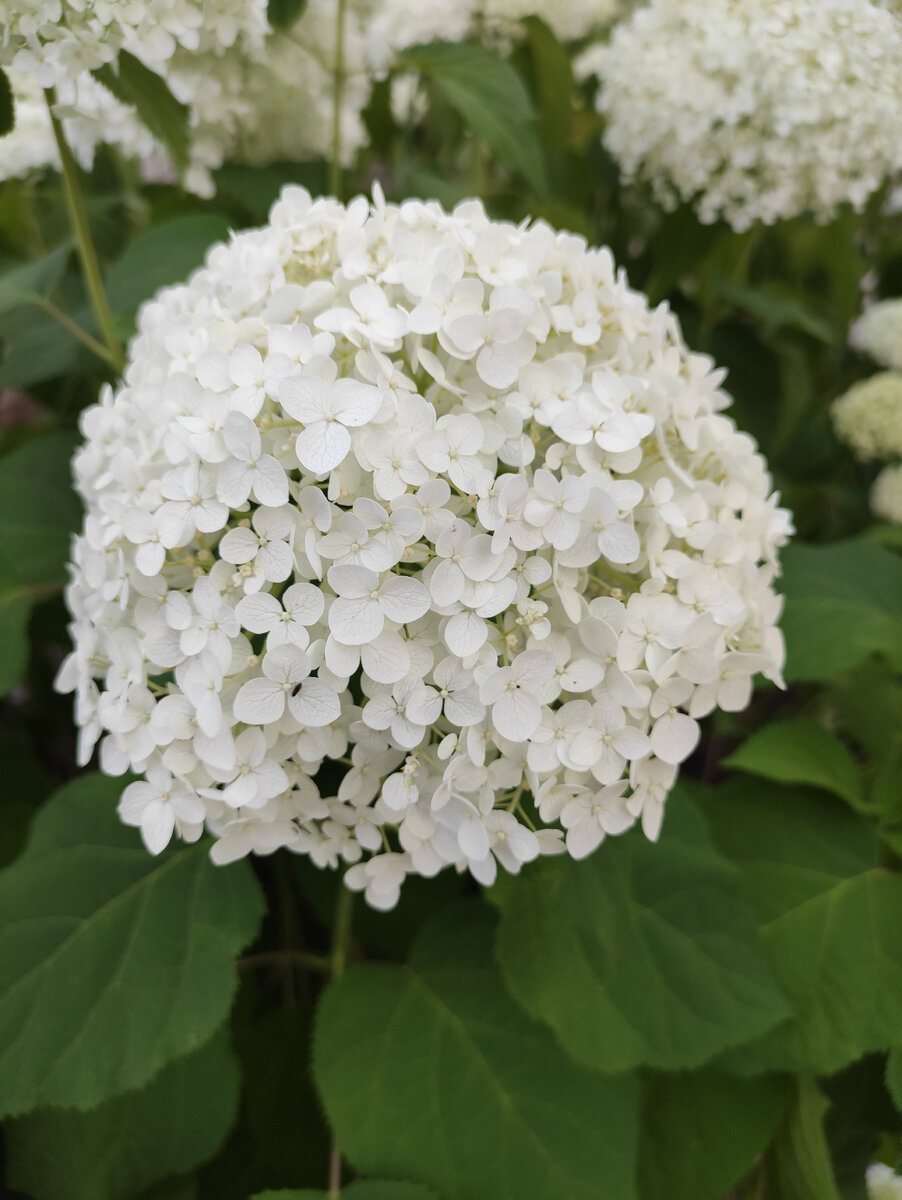 Но лаймовая тень уже легла на лепестки