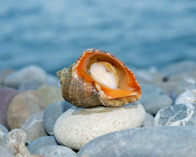 Фото из интернета.