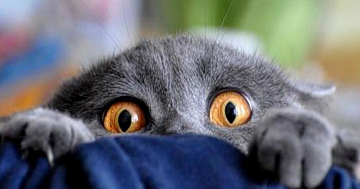 Фото из Интернета.