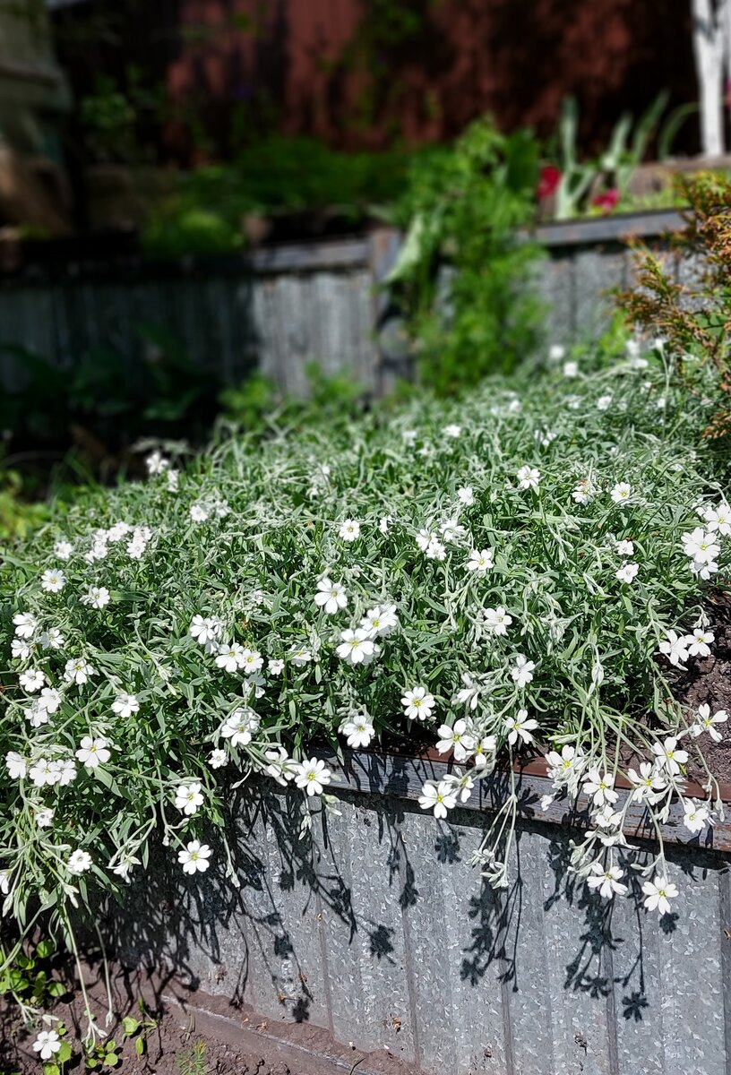 Ясколка (фото автора канала)