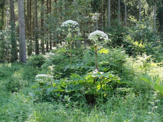 Борщевик Мантегацци (Heracleum mantegazzianum). © naturgucker.de