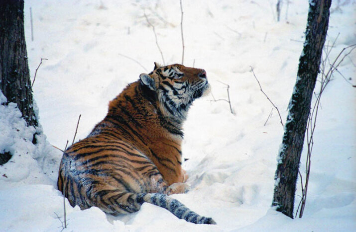 Влюбленные тигры: подборка картинок
