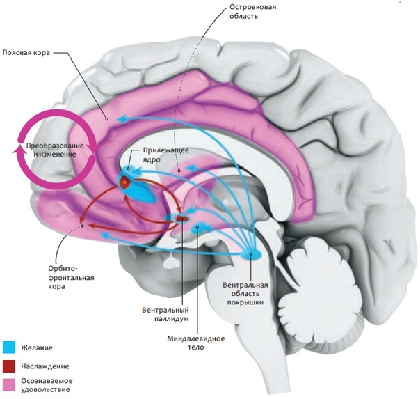 Зоны мозга, отвечающие за удовольствие
