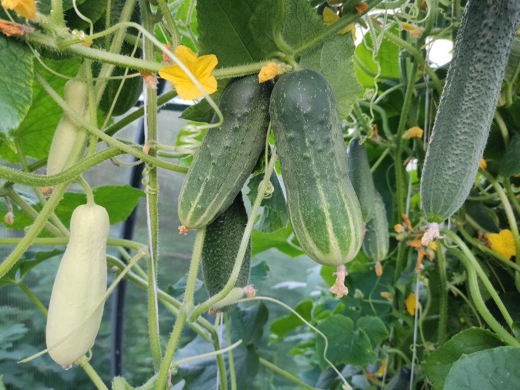 Огурцов даже слишком много. Но сегодня разговор не про них, а про огуречные листья.