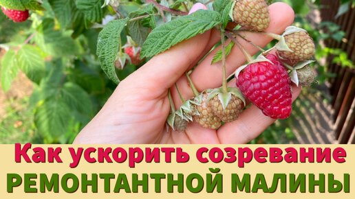 Мой уход за ремонтантной малиной в августе-сентябре. Урожая много, созревает быстро