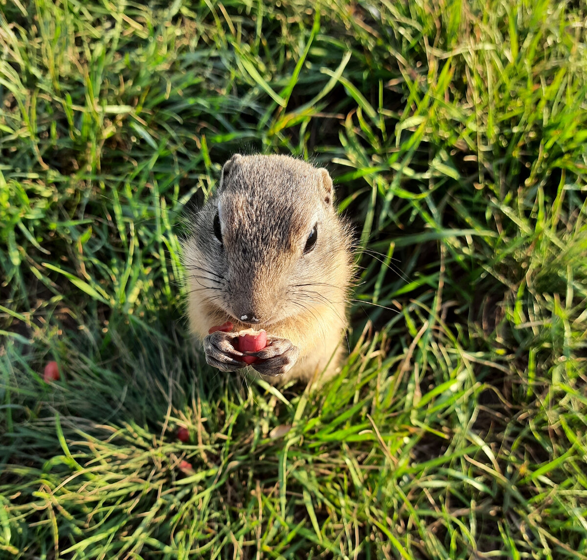Суслик, остров Татышев, Красноярск