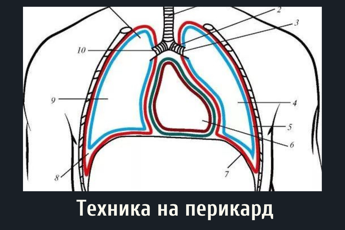 Легочная плевра обладает. Легочная плевра анатомия. Плевральные синусы анатомия. Купол плевры анатомия. Плевральная полость анатомия синусы.