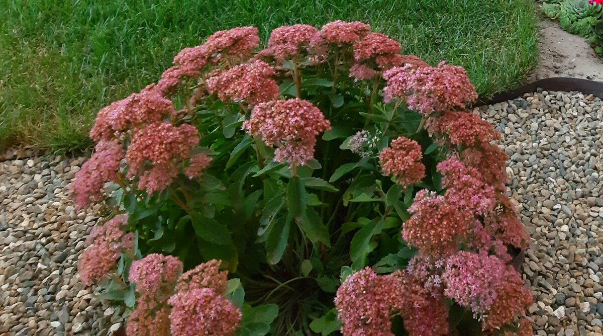 Кто пышно цветет до глубокой осени? | Цветущий мир | Дзен