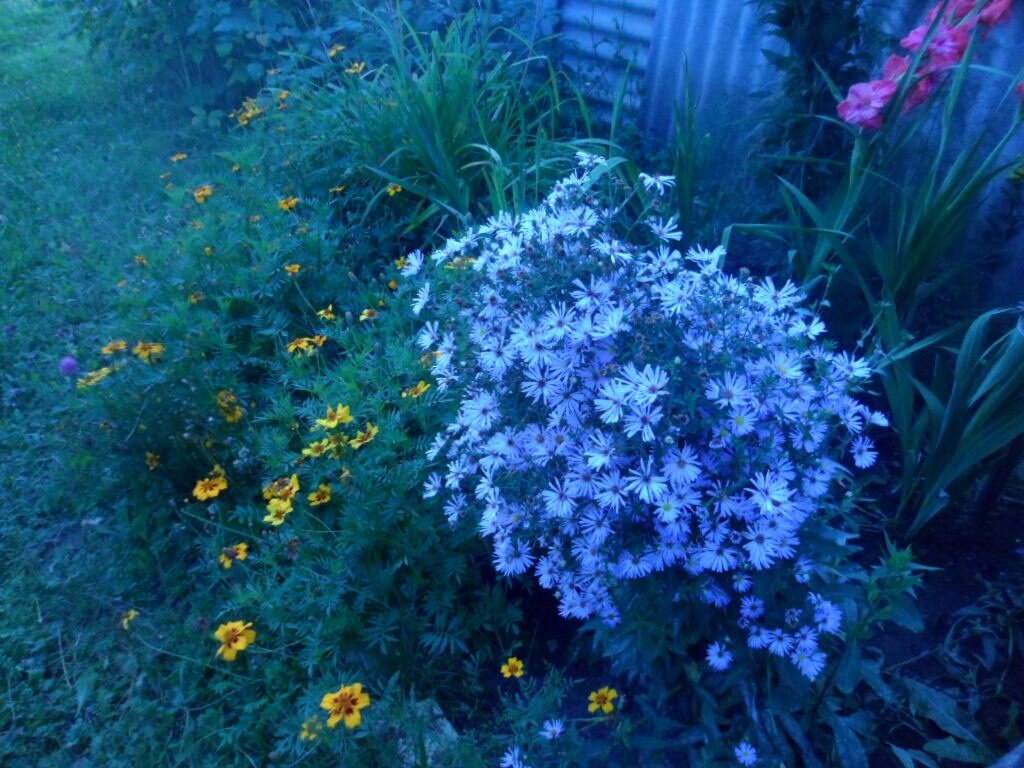 Октябринки, так называются последние осенние цветы, до самых заморозков радуют глаз небесной синевой...