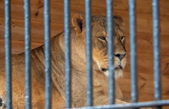    Олег Золото / MR7