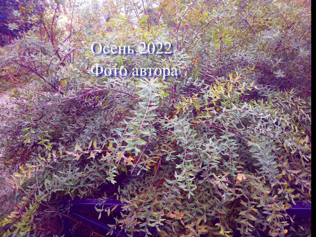 Фото Ирины Одарчук Паули. Осень 2022 года. Октябрь. Куст