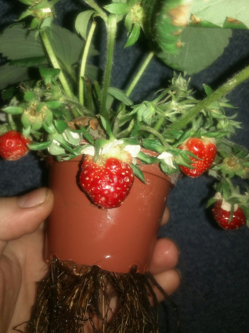 та самая клубничка