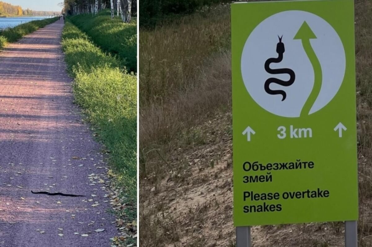    На велодорожке между Тверской и Московской областями ползают змеи
