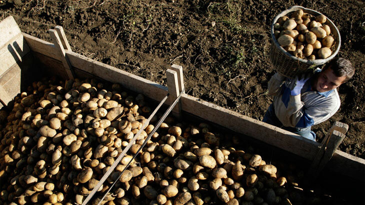 Курсанты убирают урожай