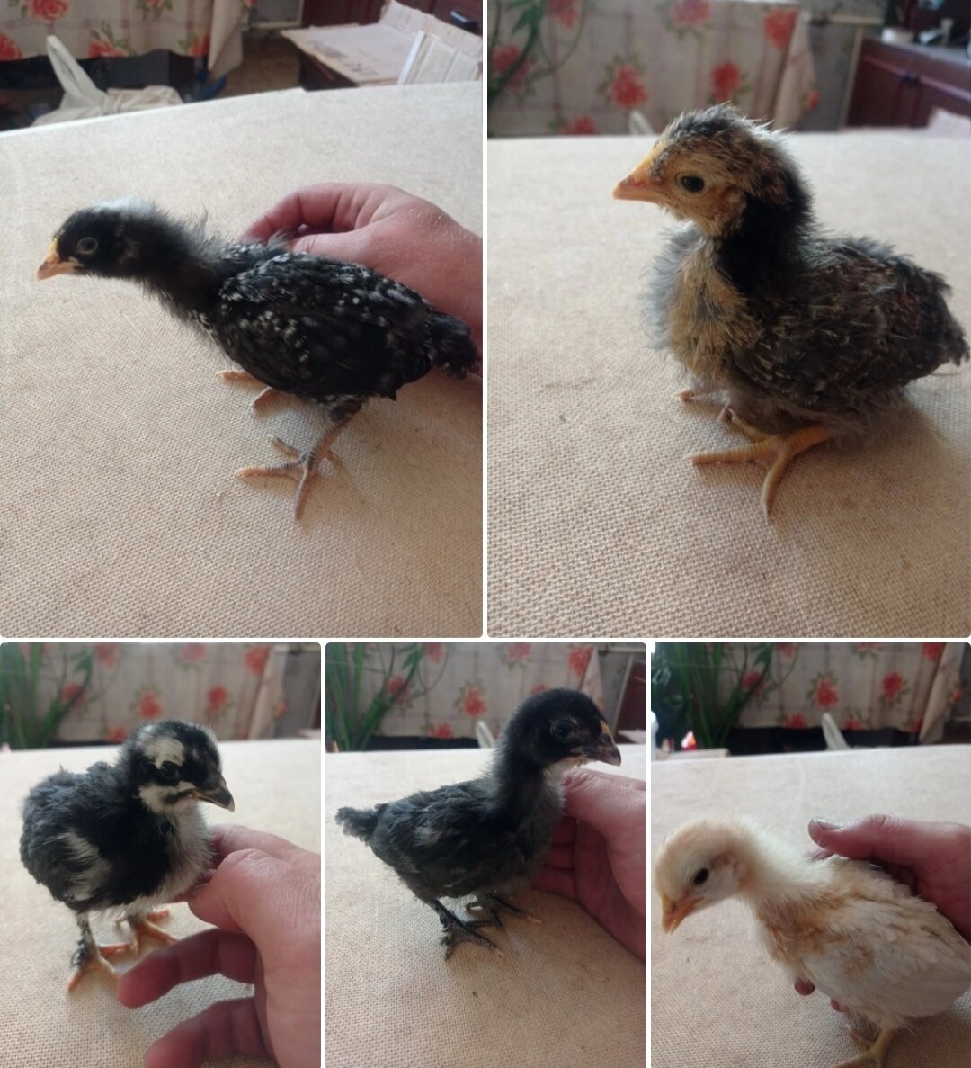 Красивенькие такие все... 