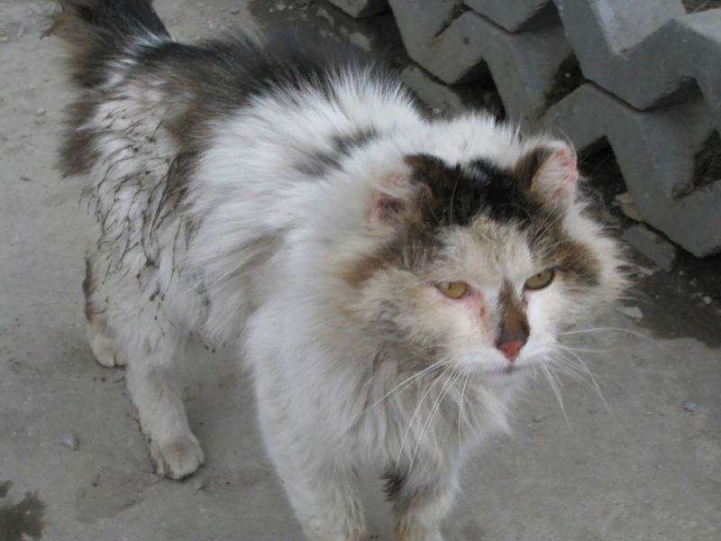      Утром, толкнув дверь, ведущую в коридор нашего цеха, я увидел сидящего в середине его кота. Вообще-то на заводе хватает всякой живности: мыши и крысы, кошки и коты, бездомные собаки и даже зайцы, обитавшие в кустах дальних закутков заводской территории. Это не беря в счёт прочую, в основном орнитологическую составляющую нашего промышленного зоопарка. Утки зимовали на фонтанах охлаждения заводской ТЭЦ, чайки вили гнёзда, откладывали яйца и высиживали птенцов на крышах корпусов.  Дрозды и клесты  залетали сезонами оборвать рябины или пошелушить шишек уже вырождавшихся голубых елей. Синицы и воробьи хватали по мелочи, украдкой. Ну и конечно голуби, галки и вороны — главные городские мусорщики — куда же без них!   Кот сидел и настороженно следил за моим приближением. Шагов за десять он с недовольным видом чуть ли не ползком полез в узкую щель под распашными дверями цехового парового узла. Я лишь мельком обратил внимание на замызганного, похожего на бомжа доходягу. В каждом цехе было много котяр той или иной меры задрипанности, исходя из их кошачьей судьбы и места обитания. Одни жили в кладовках и подсобках, другие — на производственных антресолях и даже между станками! Всё зависело от меры терпимости к ним цеховых работяг и рациона питания. Часть из них ходили обедать к задним дверям заводской столовой, других подкармливали сами рабочие — в основном одинокие сердобольные женщины. В общем-то, в сравнении с бездомными им жилось не так уж и плохо! Не то, чтобы процветали, но даже могли размножаться, не переходя, однако грань кошачьей демографии.
   Этого кота звали Васька. Вернее, так назвала его Тимофеевна — пожилая кладовщица спецодежды, когда впервые увидела. Она же добровольно взяла на себя роль кормилицы своего нового подопечного. До этого в паровом узле уже жила кошка Мурка. Тимофеевна резонно полагала, что ещё один кот её не объест, а Мурке как-никак веселее будет! Водопроводчик Тимофеевич — полноправный владыка парового узла был незлобный алкоголик. Не агрессивный во времена запоев, он отнёсся к появлению нового жильца с философским безразличием. В конце концов, это всего лишь кот, и, втихую попивать он лично ему не мешает. И даже по пьяной лавочке, когда получил из кладовой новую телогрейку, после «обмывки» оной решил старую презентовать Ваське. Так сказать: «с барского плеча»! Ваську этот подарок возмутил до глубины души. Телогрейка вся лоснилась от солидола и была запачкана гудроном, но лежать на пыльном бетонном полу было холодно и жёстко, и потому Васька снисходительно, словно сделав одолжение, соблаговолил принять подарок. Его неприязнь к людям и лично к Тимофеевичу ещё больше возросла: «Вот алкаш-сволочь! Жалко гаду было новый фофан мне отдать!», - думал Васька, и кончик его хвоста раздражённо постукивал по стёганой вате.
  С появлением Васьки в цехе связано почти мистическое предание, которое впрочем, лично я склонен считать местным фольклором. Как-то начальник нашего корпуса, раздёрганный заводскими интригами, под горячую руку разнёс своего заместителя. Следующим утром тот пропал, а в паровом узле появился Васька. Зама искали и на работе и дома — как сквозь землю провалился! Васька же сохранял загадочное молчание. Скажете: совпадение? Ну что же… очень даже может быть! Я лично ни на чём не настаиваю и ни на что не намекаю.
       А кошачья жизнь Васьки текла дальше год за годом! Какая из девяти — кто знает? Тимофеевна регулярно таскала на работу колбасу и котлеты. Васька их не любил, но со всей благосклонностью потреблял свою долю за обе щеки, а в выходные даже отнимал у Мурки её запас рациона. Она была кошка не строптивая и молчаливая. Мурка безропотно  отодвигалась, когда Васька с чувством собственной правоты отнимал у неё котлету или кусок колбасы, послушно зализывала ему рваные уши или хвост после стычек со здоровяками, жившими  при заводской столовой, покорно приседала на корточки и поднимала хвост по одному лишь его взгляду, когда тому приспичит справить нехитрое кошачье дело. Васька не любил и презирал Мурку за эту её философию терпилы, но не пользоваться своей сожительницей уже не мог — словно барин крестьянкой. Он подспудно понимал, что грязная драная кошка — это всё, чего он добился по жизни, всё, чего он стоит. И от этого всё больше презирал Мурку и всех окружающих, считая их виной его судьбы.
         Мурка периодически приносила до четырёх-пяти котят, и Тимофеевна с неизменным постоянством топила их в ведре. Но по доброте душевной обязательно в тёплой воде, чтобы им тонуть было не холодно.
          Иногда по ночам, когда Васька дрых, развалившись на тёплом мягком ватнике, Мурка беззвучно плакала в дальнем уголке парового узла по своим деткам, по постылой и нестерпимой своей жизни. Впрочем, другой она не знала, а потому даже и не могла помышлять об иной.
          Временами  Тимофеевич в приступе пьяной нежности брал Мурку на колени и поглаживал ей шёрстку: «Трёхцветная ты моя!». «Тоже мне «трёхцветная»! - брезгливо морщился Васька — рыжая от ржавчины, а чёрная от сажи. Своего-то белого — чуть!»
         К Тимофеевне он относился с той же брезгливостью: «Раскормила себя — сзади так свинья свиньёй, только что о двух ногах! И за что только ей человеческий облик дан?» - с досадой думал Васька о своей кормилице.          « Мурка, Васька! Что, дальше у рабочего быдла фантазии не хватает, кроме как на эту банальщину? А может быть я — Васисуалий или Виссарион? Вот же дура старая!» Однако молодые, стройные и длинноногие сотрудницы цеха с гладкими руками и ухоженными ногтями брезговали даже погладить Ваську, не то, чтобы кормить. Их он тоже считал дурами и воображалами.
           Однажды осенью Васька решил познакомиться со         Стрелкой — дворнягой, жившей при охране. Она считалась среди заводских животных аристократкой. У Стрелки было своё спальное место в их бытовке, и даже собственная миска вместо пищевого контейнера для полуфабрикатов из каких обычно кормили почую заводскую животину. И, как апофеоз привилегированного положения — собственный кожаный ошейник, украшенный надраенными латунными бляхами, сверкающими на солнце! Бомонд! Элита! Этот статусный раритет конфисковали вахтёрши у какого-то растяпы, изготовившего его для своего любимца, да попавшегося с ним на проходных. И вот теперь Стрелка гордо вышагивала вместе с патрулём по заводу в сдрюченном у другой псины ошейнике и громко лаяла с целью привлечь внимание к своей обнове. Едва только Васька сделал несколько шагов навстречу, как Стрелка прекратила лаять, и, оскалив клыки, молча помчалась навстречу коту. Её намерения были более, чем прозрачны. Васька пулей взлетел на дерево. «Ну и дура! Шалава, сука приблудная! Больно-то мне нужно водить знакомства с всякими уличными дворнягами!» - думал Васька, раскачиваясь на макушке под холодным октябрьским дождём.
   Пожалуй, всё же была у Васьки одна особь, к которой он относился если не с пиететом, то,  по крайней мере без раздражения. Это Лидочка — диспетчер соседнего цеха. Лидочка была нестарая и даже внешне нестрашная, но почему-то по жизни одинокая, без детей. Она напоминала задроченную школьную училку начальных классов с побитым взглядом жены алкоголика, брошенной им самим. По ночам во время дежурств Лидочка не включала свет в диспетчерской,  и потому невзрачный облик Васьки не нарушал её эстетического равновесия. У неё всегда было заготовлено для кота: либо кусок варёной курицы, либо жареной рыбки, либо остатки студня. Она позволяла Ваське забираться на свой письменный стол, когда по ночам смотрела сериалы по полулегальному телевизору, спрятанному в углу диспетчерской. Левой рукой она вытирала слёзы от переживаний за героев мыльной оперы и от жалости к себе самой, оставляя на лице разводы от дешёвой туши для ресниц, а правой истово гладила Ваську по затылку и холке. Это было ужас до чего приятно, и Васька через минуту проваливался в сон.
   К его досаде сегодня опять приснился надоевший кошмар, снившийся не то, чтобы часто, но уж как-то слишком явственно — словно он когда-то имел место в его жизни. Какой-то нестарый блондинистый мужик, похожий на артиста, с красным от гнева лицом орал на него, как на мальчишку: « Ничего тебе доверить нельзя! Ты не инженер — ты тупица и лодырь!!! Уйди с глаз долой, чтобы я тебя больше не видел!» Затем — темнота… И, когда эта темнота начинала рассеиваться, то сквозь неё проступали контуры парового узла….
   Васька вздрогнул и проснулся. Рука Лидочки продолжала поглаживать ему затылок. По телевизионной рекламе показывали штатовский кошачий конкурс. Хозяйка таскала на руках свою белобрысую расфуфыренную питомицу. Шерсть у кошки была так длинна и начёсана, что сама конкурсантка казалась размером в два раза больше её натурального. Васька равнодушно смотрел на экран. « Ничего особенного! Если той поднять хвост, а мне завязать глаза, то, пожалуй даже Мурка этой пиндосовской шкуре сто очков вперёд даст!» - успокоенный этими мыслями, Васька снова уснул...
