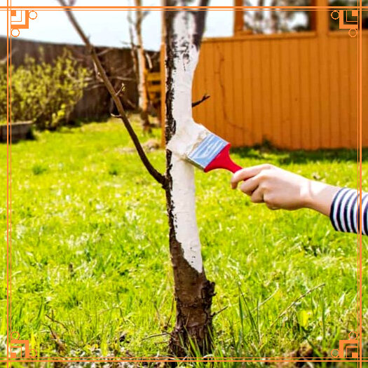 Источник фото: https://www.vokrugsada.ru/sad/smesi-dlya-pobelki-derevev-sostav-i-proporcii/