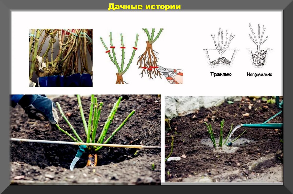 Как сажать розы в открытый грунт летом. Посадка штамбовой розы осенью. Посадка плетистой розы весной. Кустовые розы саженцы. Корневая шейка плетистой розы.