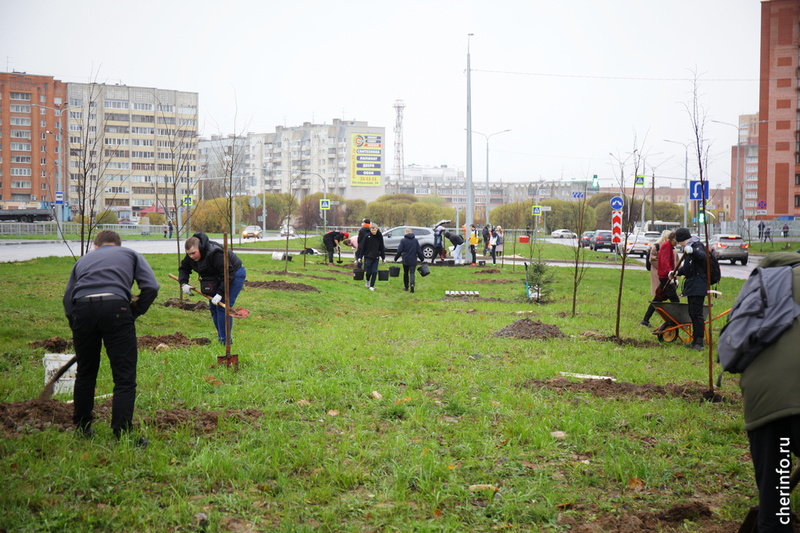    Деревья сажали сегодня на разделительном газоне от Годовикова до Октябрьского проспекта. Территорию подготовили специалисты муниципального "Спецавтотранса"