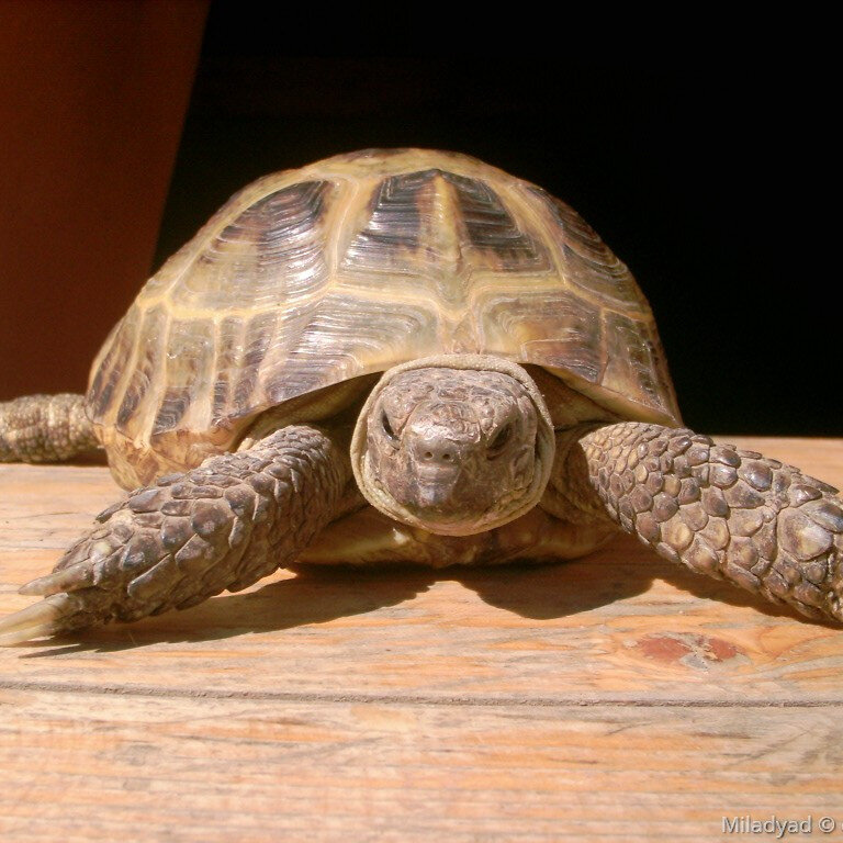 Фото из свободных источников в интернете 