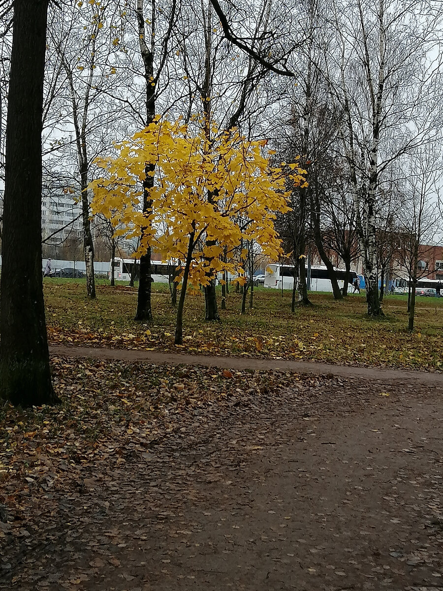 Этот клен ещё не сбросил свое золотое убранство 🍁🍁🍁