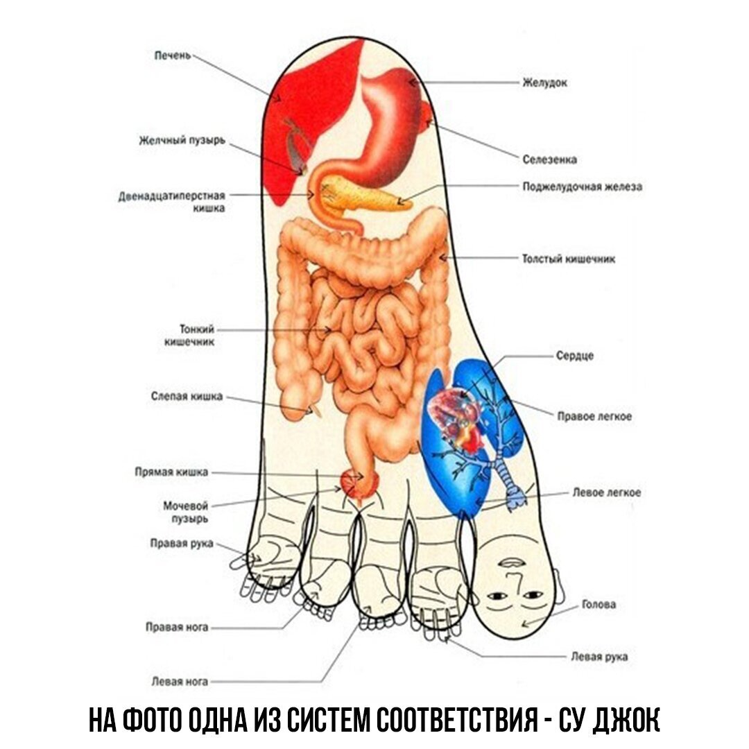 Стопы ног и внутренние органы точки