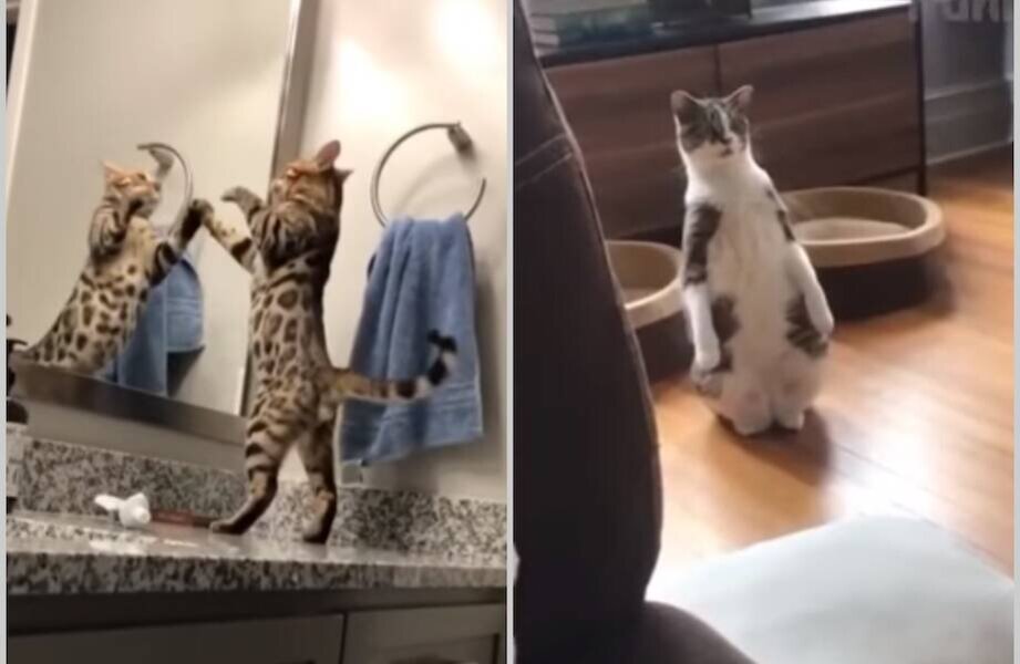 Хозяйка сосёт хуй у кота, zoo porn cat