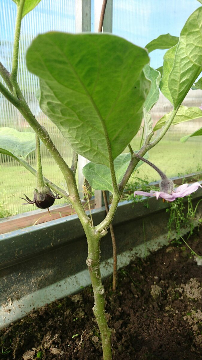 синий и белый