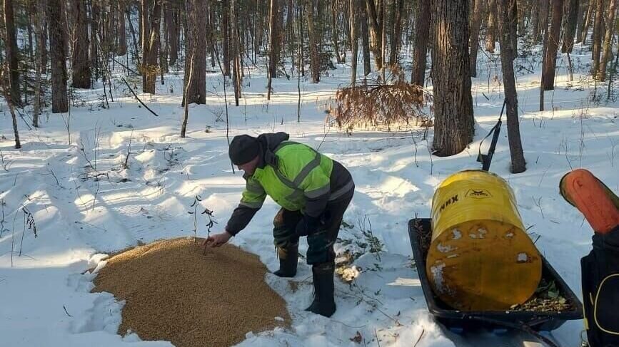     В суровые зимние морозы, когда снежный покров настолько высок, что диким животным становиться трудно передвигаться в поисках пищи и добывать ее, необходимо принимать меры.