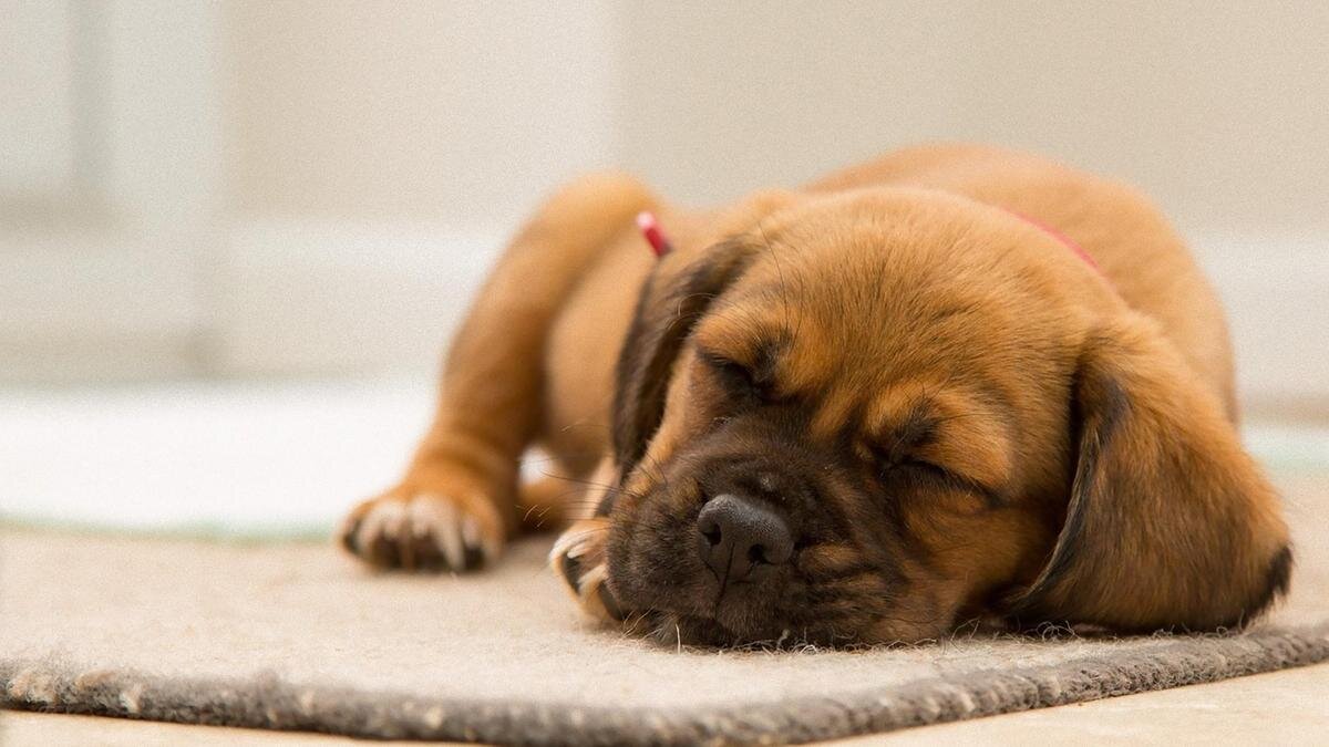    Собака с рыжим окрасом спит:Pixabay