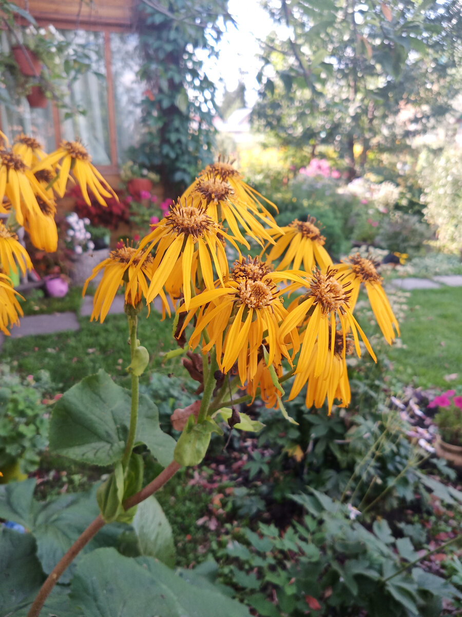 Бузульник с его большими декоративными листьями и милыми цветами.