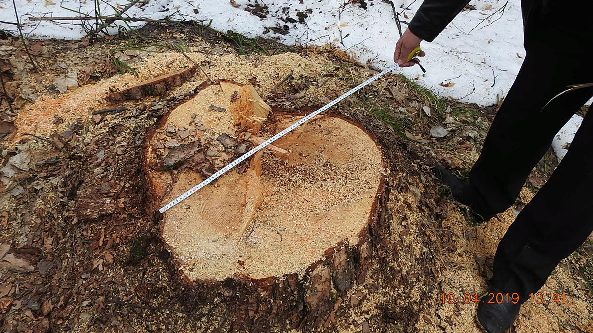 Источник фото: minleshoz.pnzreg.ru