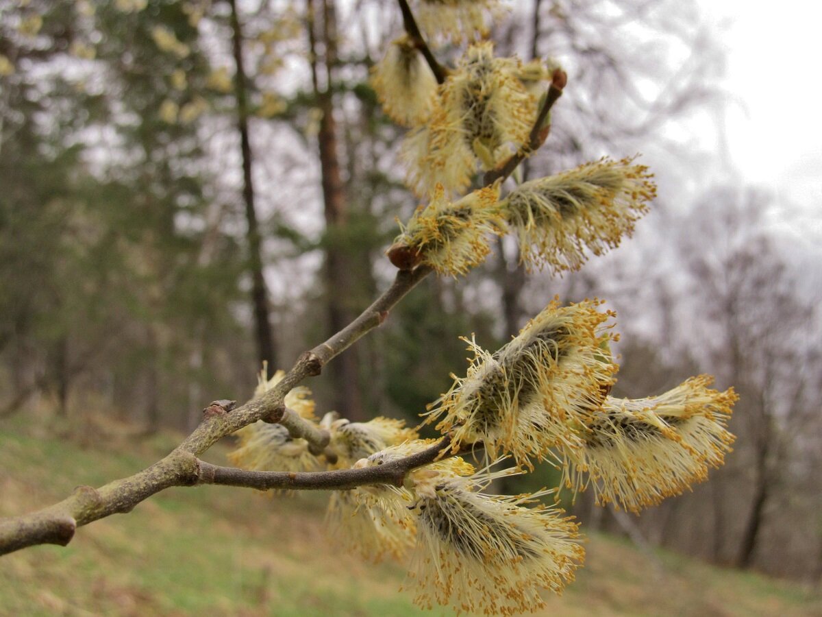 Ива козья фото дерева