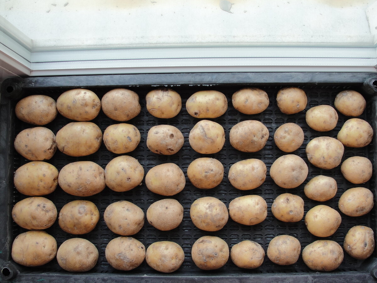 Яровизация клубней картофеля
