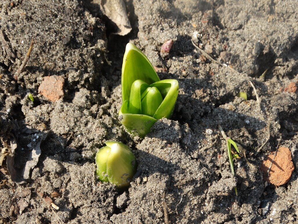 Идеальное время для первой подкормки гиацинтов весной