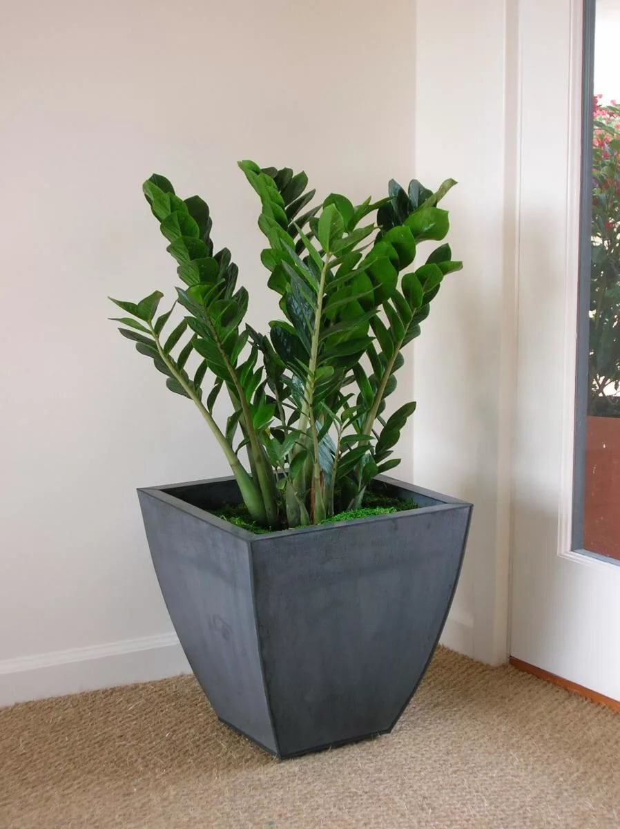 Zamioculcas долларовое дерево