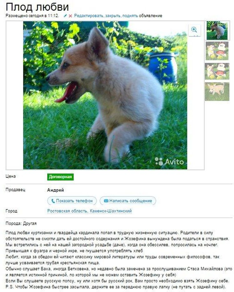 Бесплатное объявления животное. Смешные объявления о продаже. Смешные объявления о продаже животных. Смешные объявления на авито. Смешные объявления о прода