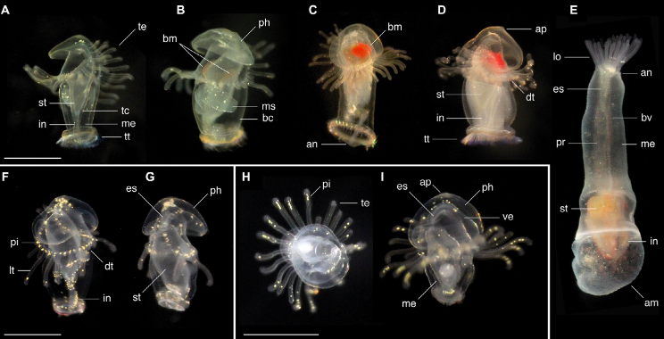 Различные виды личинок, собранные у побережья Панамы. Фото: Майкл Бойл / Science Alert