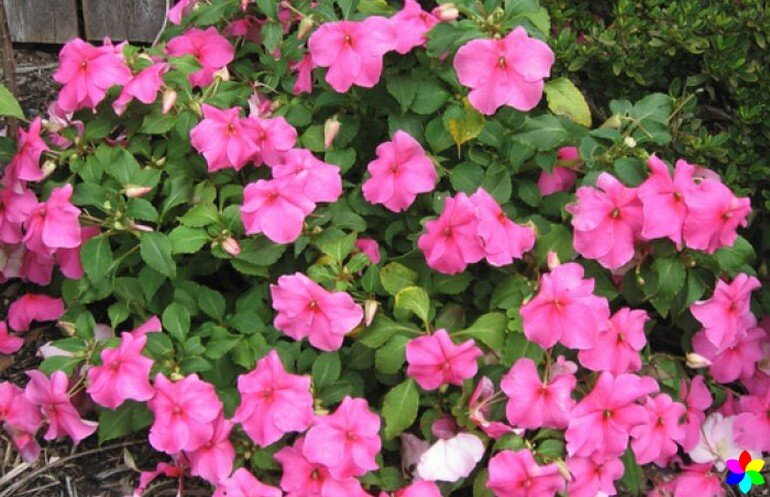  Недотрога Уоллера, обычно называемый  Ванька мокрый(огонек, недотрога, радости дома),  является очень популярным растением в саду, в помещении и на улице,  благодаря своей большой мощности цветения,-2