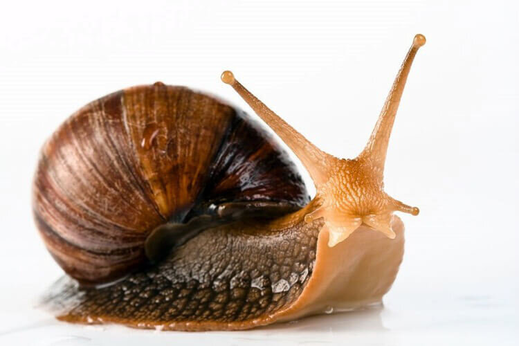 Улитка ахатина