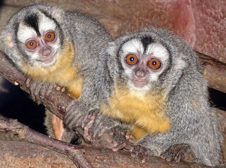 Совиные обезьяны