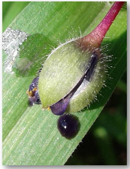 Чернильная слеза традесканции Андерсона. Фото автора