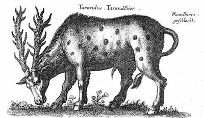 Таранд. Изображение из средневекового бестиария