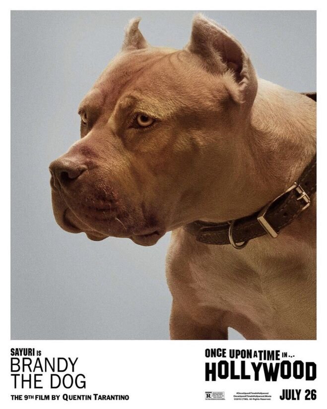 Питбуль Саюри в роли Бренди в фильме "Однажды в... Голливуде"